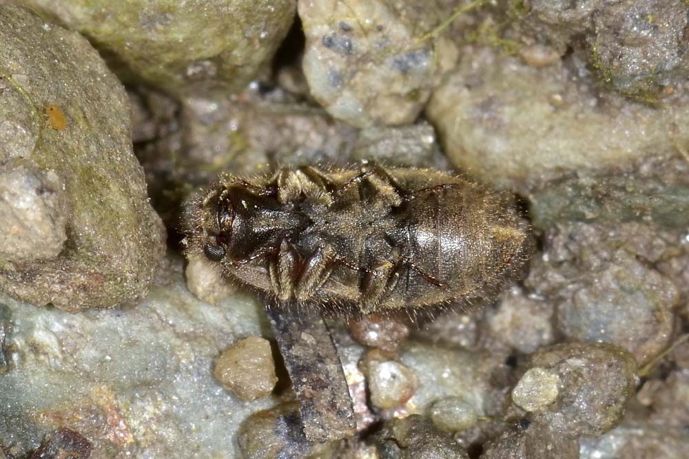 Dryopidae di palude? - Dryops sp.